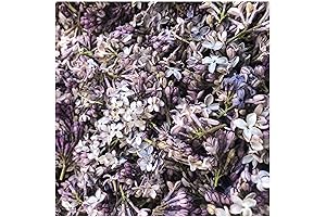 Periwinkle Lavender Lilac Petals - Capture the Fragrance of Oregon's Blooms