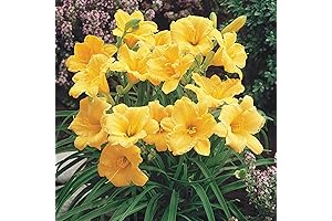 CHUXAY GARDEN 25 Seeds Reblooming Daylily 'Stella de Oro'