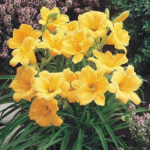 CHUXAY GARDEN 25 semillas Hemerocallis Stella de Oro lirio refloreciente semillas de hemerocallis encantadoras flores amarillas que atraen mariposas