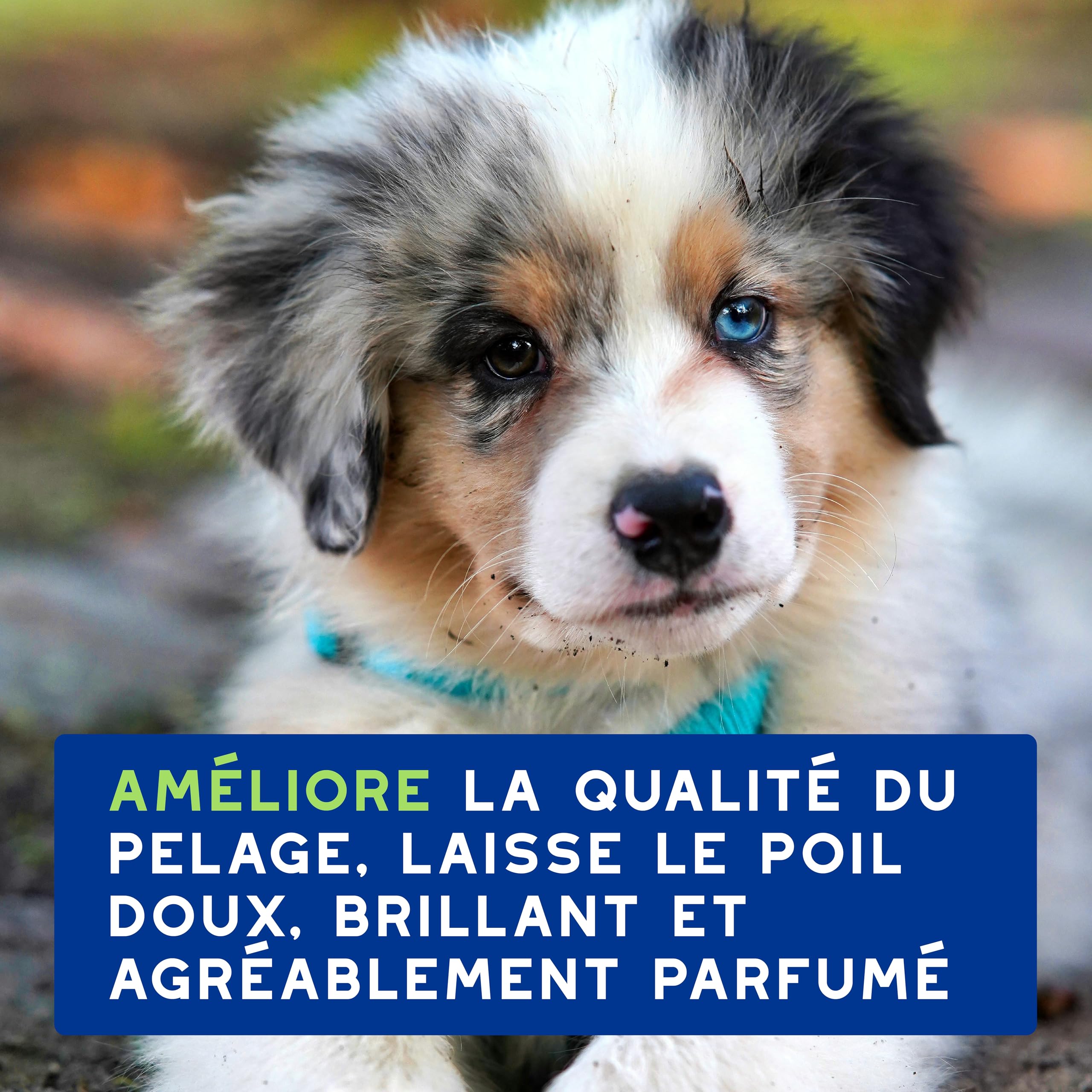 DOUXO Skin & Coat Spa - Ultra-Safe Shampoing pour Chiot, 250mL, Nettoie et Hydrate la Peau Profondeur, Laisse Le Pelage Doux et éclatant, Formule respectueuse de la Peau.