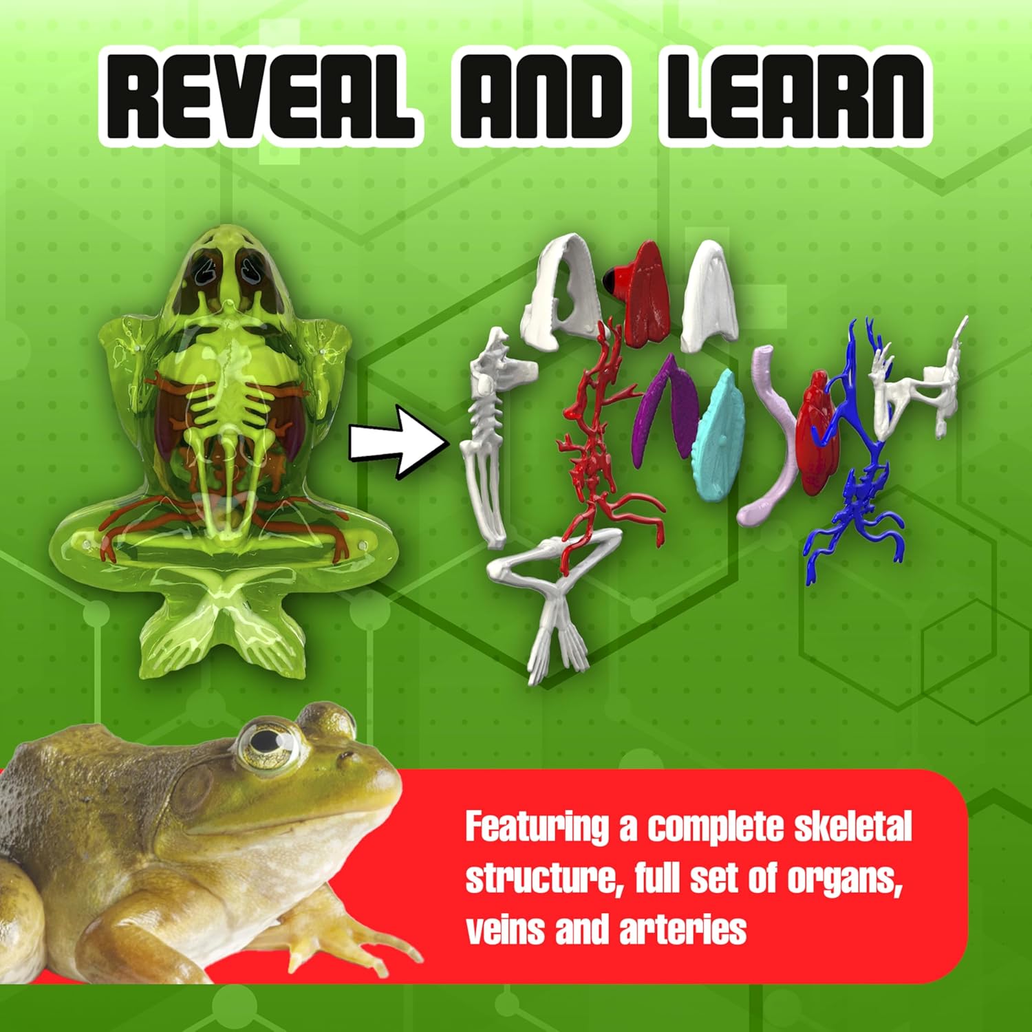 Dissect-It Kit for Kids, Simulated Synthetic Lab Dissection Toy, Frog Super Lab STEM Toys for Animal Science, Biology, and Anatomy