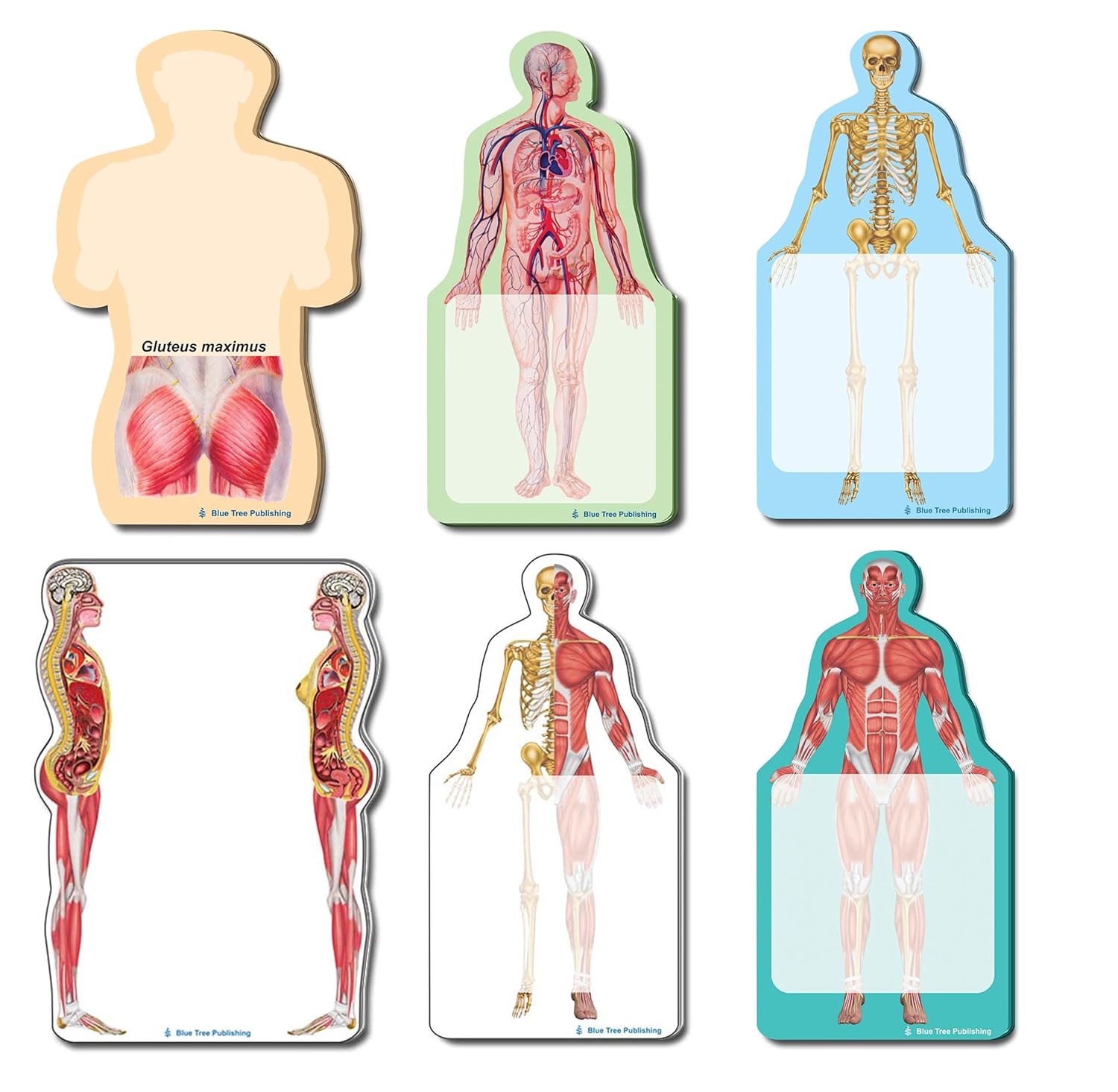 Fun Anatomy Sticky Notes Collection, 6 Pack-100 Sheets Per Pack, Medical Note Pads and Great Gifts. (All Anatomy)