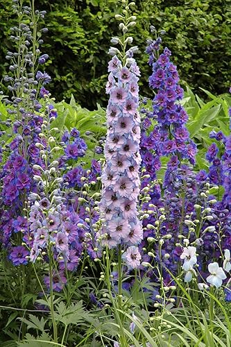 Semillas de flores de Delphinium mixtas - Más de 100 semillas - Cultiva flores silvestres de Delphinium majestuosas - Fabricado en Estados Unidos