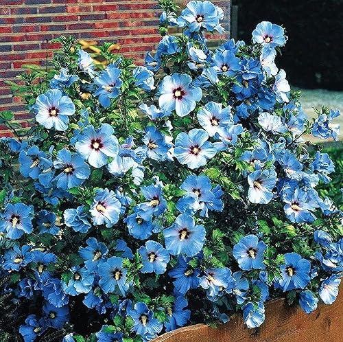 Miniatura 6 de Semillas de flores 100 + semillas de hibisco de doble color, flores resistentes, semillas de fácil cultivo