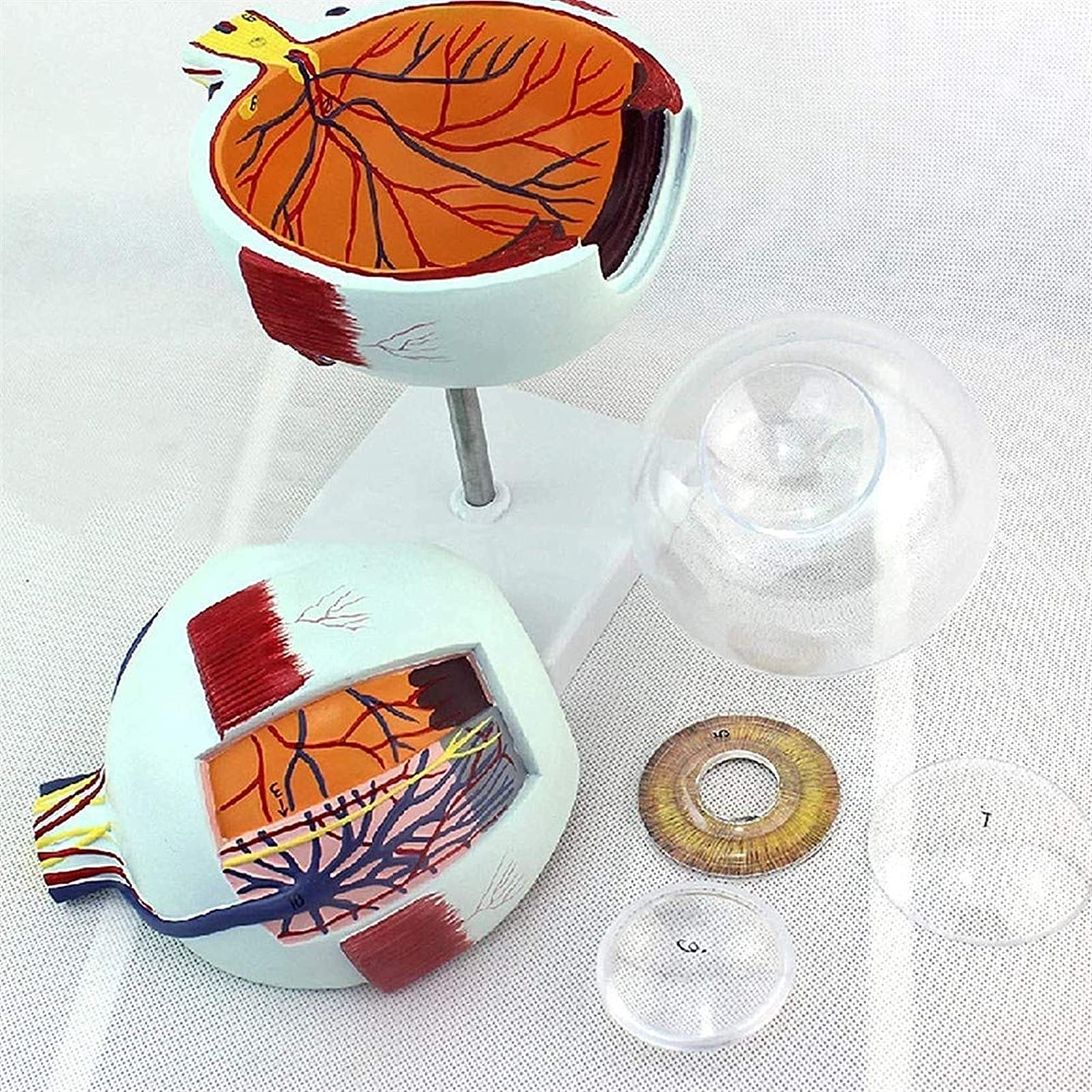 眼球医療用模型 Amazon.co.jp: TOYMYTOY 人間眼球解剖模型 倍拡大 製 眼球モデル