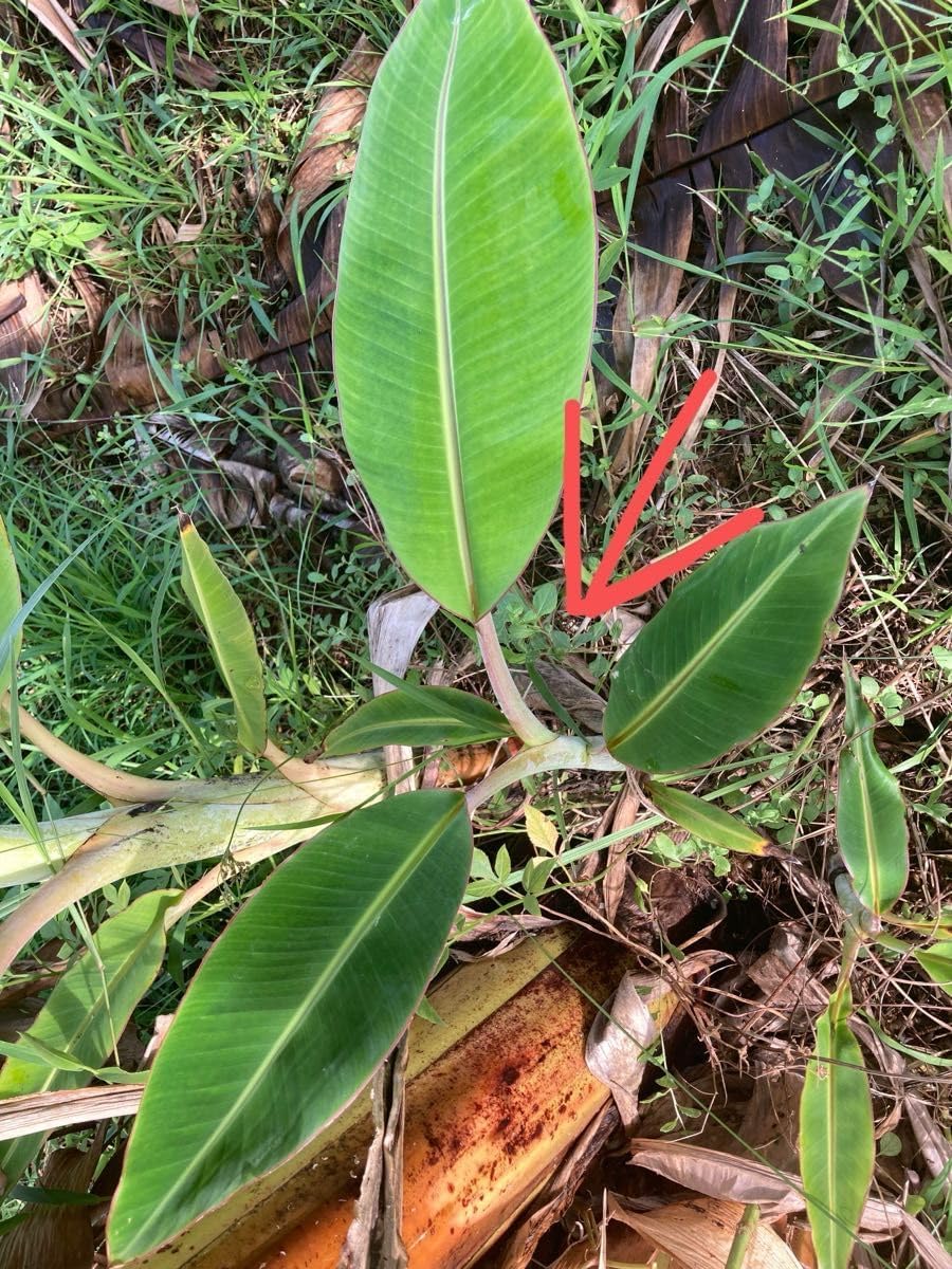 超希少 美株 ○ 小さな子株 ○発根、新芽 ○サンスベリア スノー