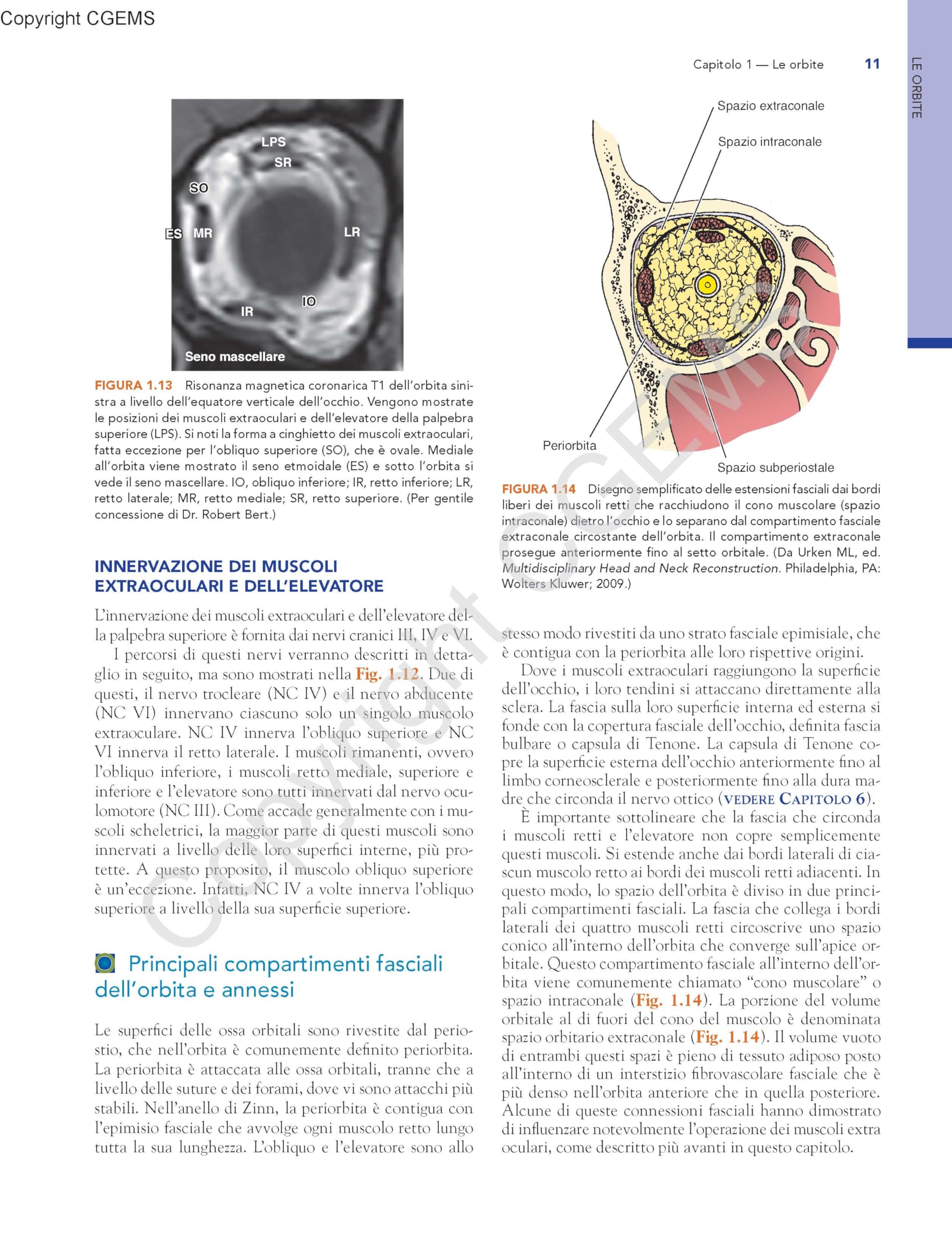 Anatomia dell'occhio e dell'orbita. Fondamenti clinici