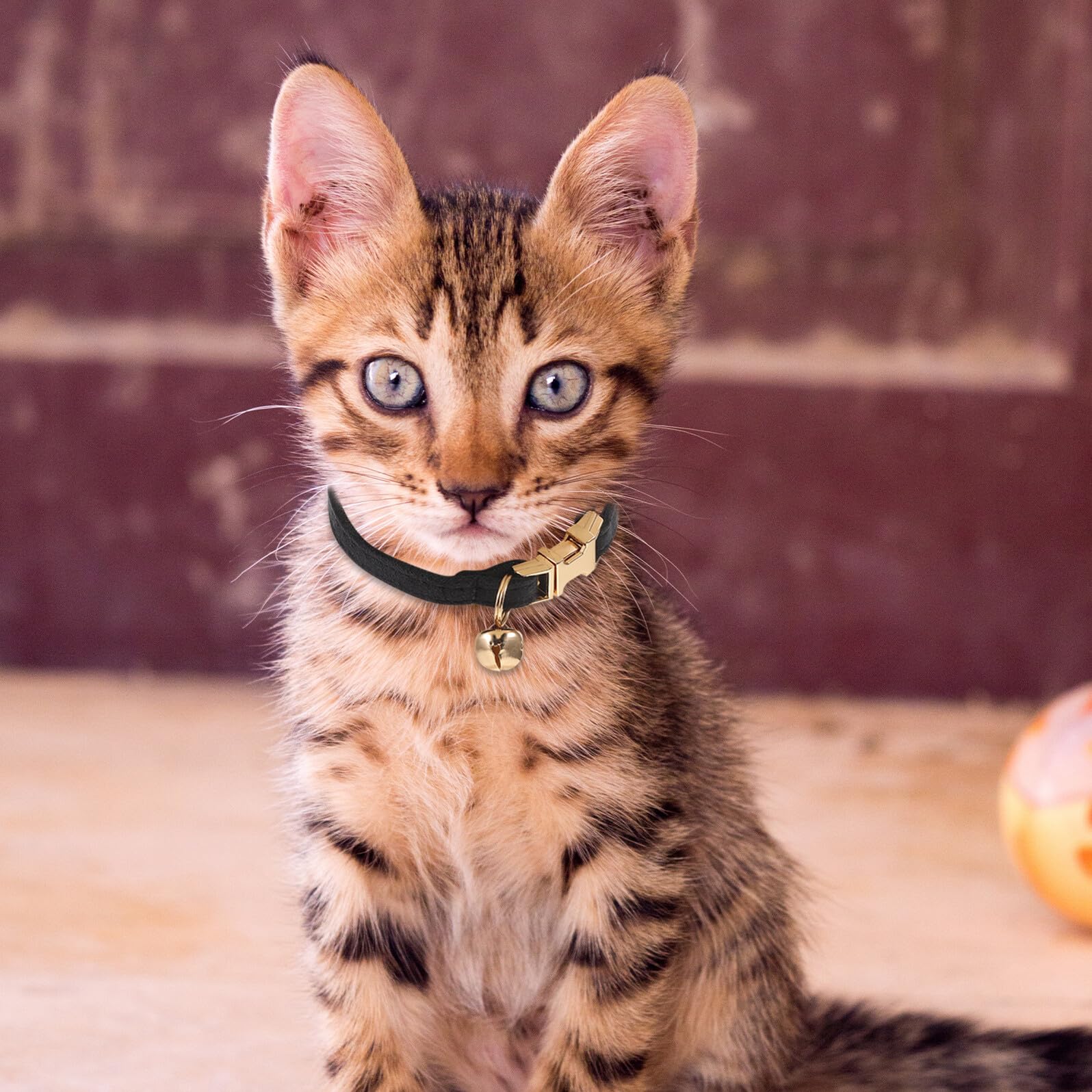 Collier Chat Velours Noir Ajustable avec Clochette et Boucle Dorée Collier Doux et Élégant pour Chatons Chats Petits et Chiots