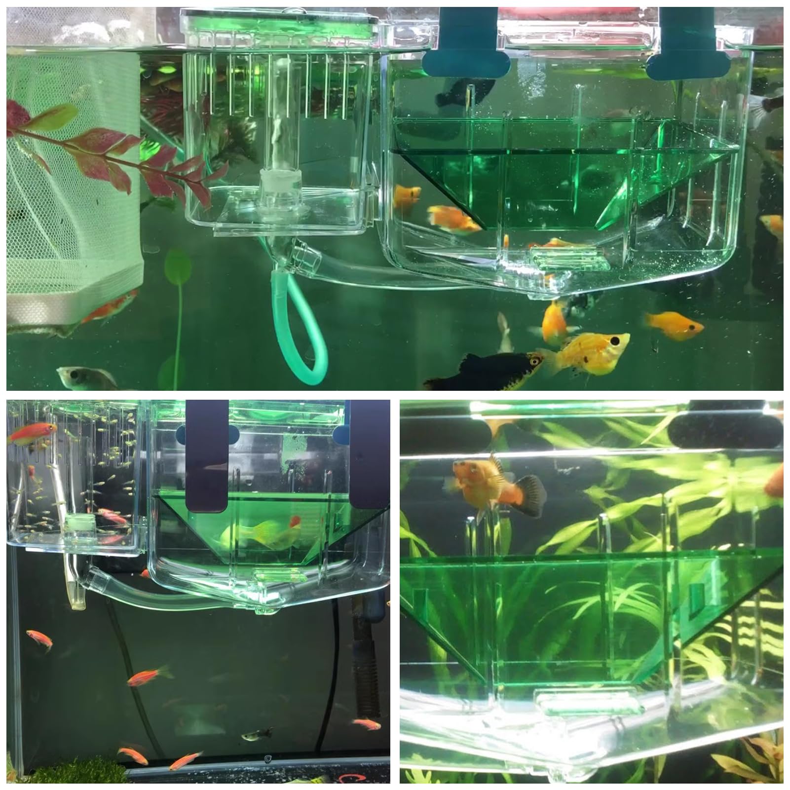 Cajas de cría de Peces, Tanques de Peces de Acuario Caja de cría, Incubadora de Aislamiento de Doble Capa para Peces pequeños de plástico para camarones pequeños heridos
