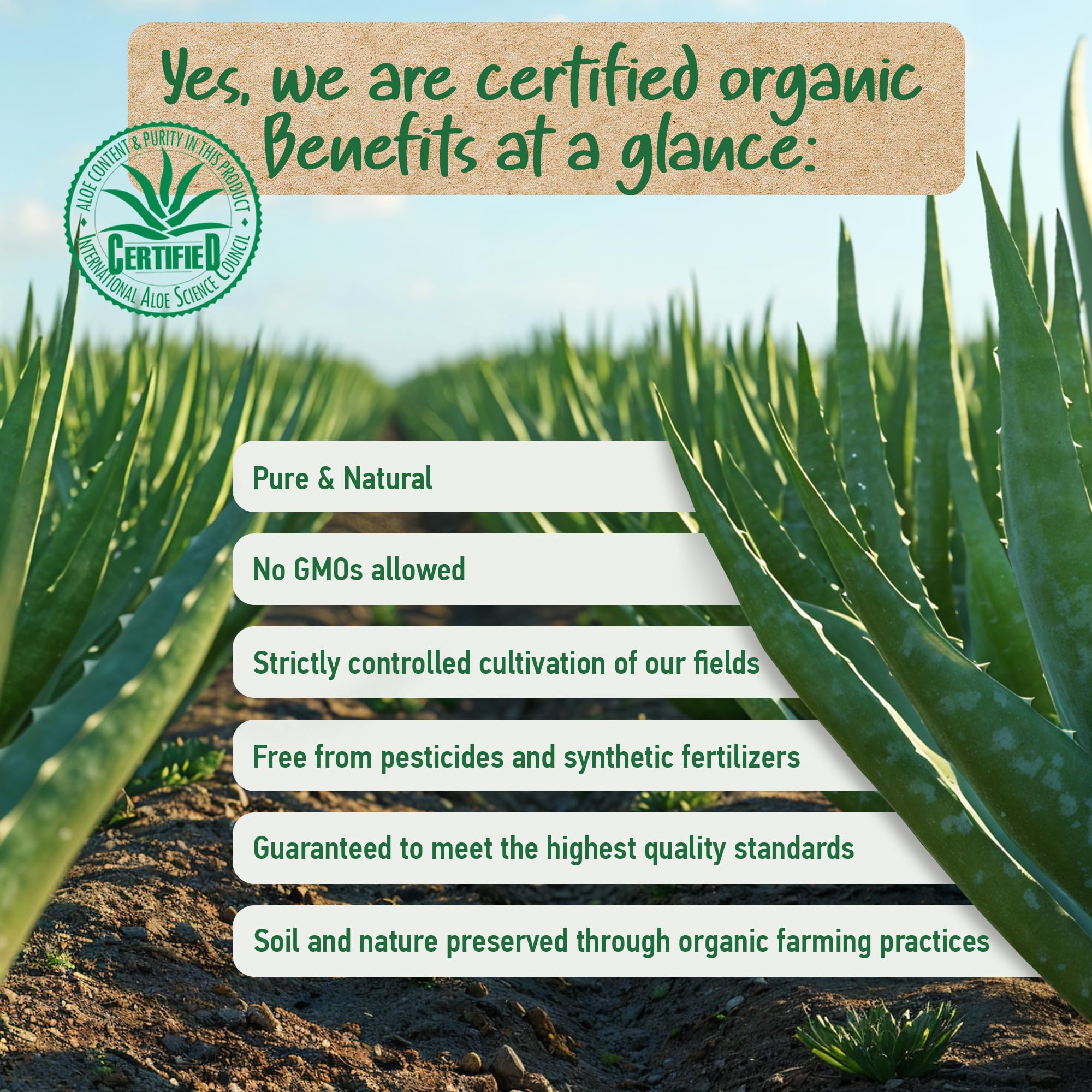 Soena Aloe Vera Gel 100% Organic - Vegan from For Face Skin & Body :  Amazon.ca: Beauty & Personal Care