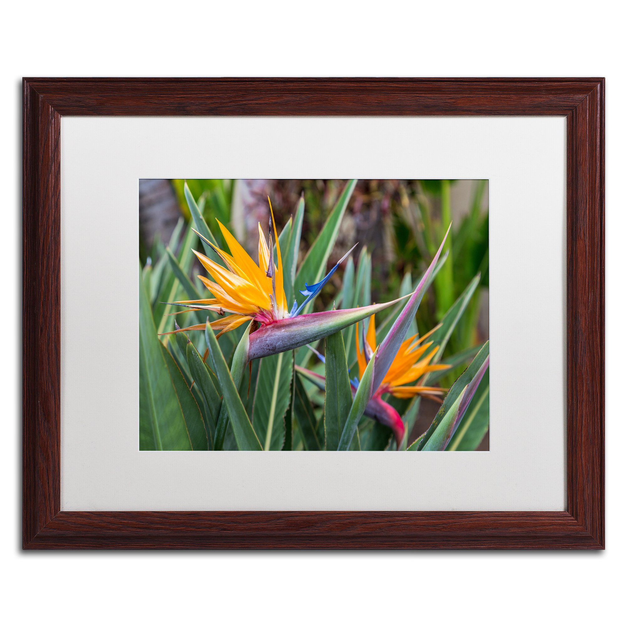 Two Birds of Paradise by Pierre Leclerc, White Matte, Wood Frame, 16x20"