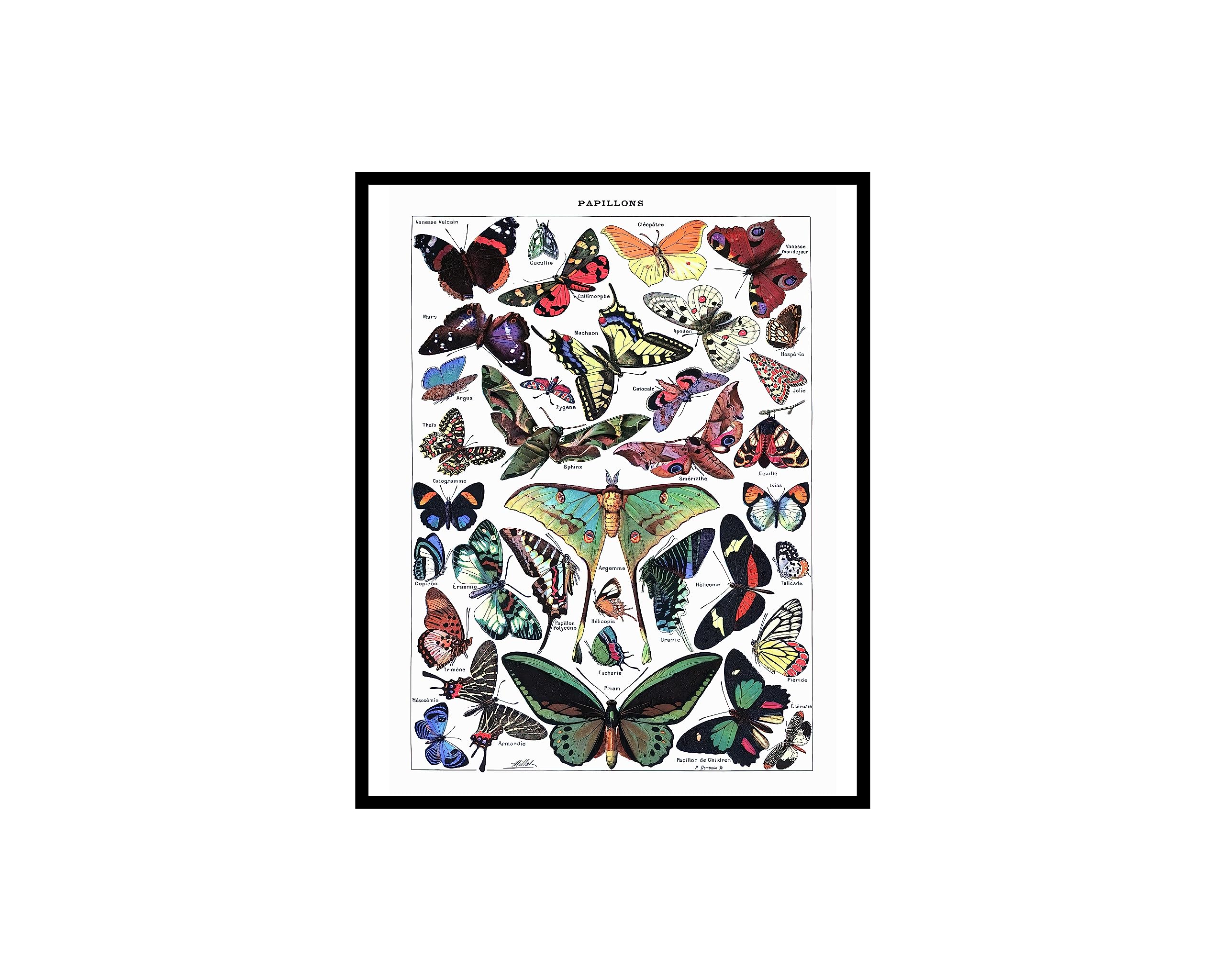 Poster Master Vintage Adolphe Millot Poster - Retro Lepidopterology Print - 8x10 UNFRAMED Wall Art - Gift for Artist, Zoologist - Insect, Papillons, Butterfly - Wall Decor for Home, Kitchen, Bedroom