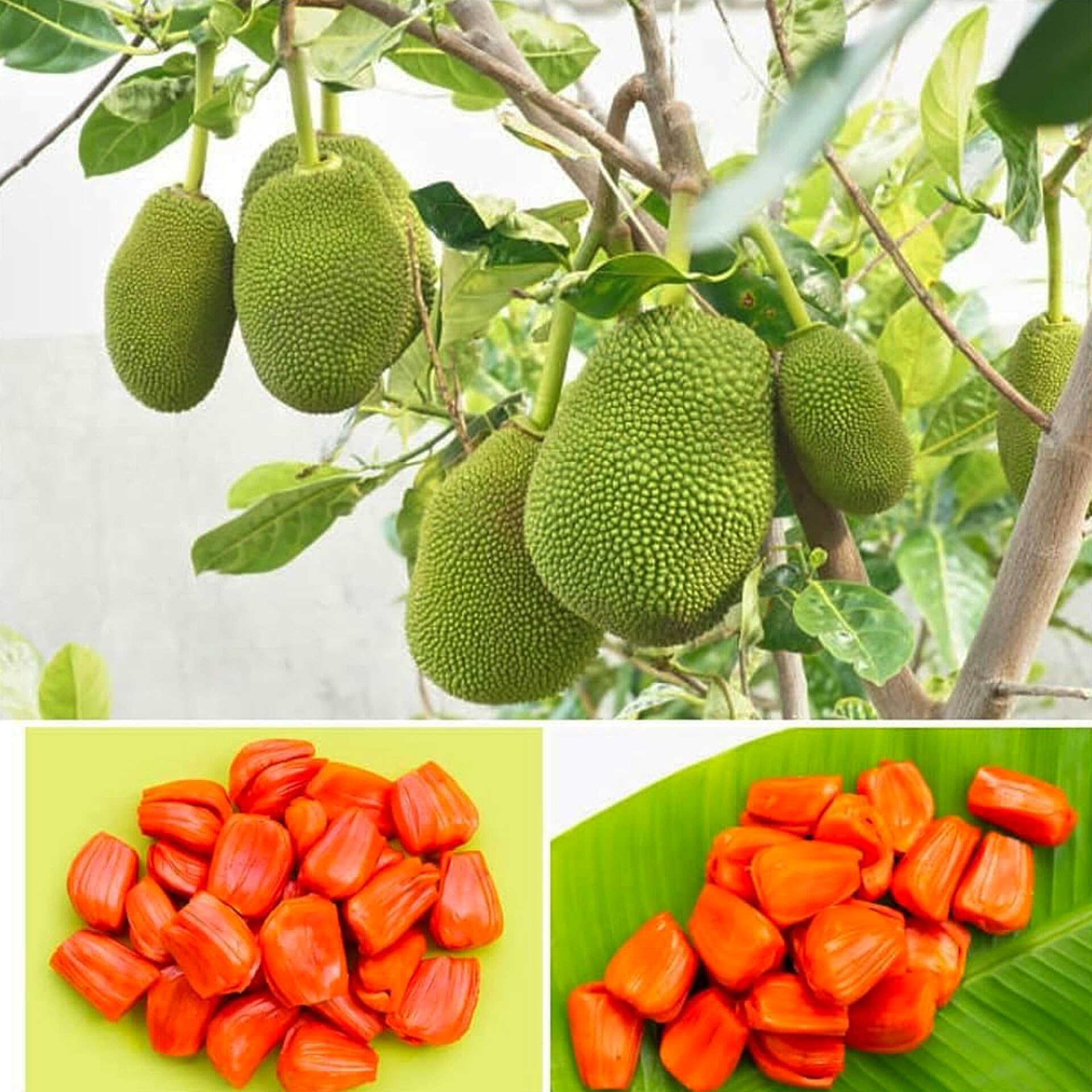 Thai Red Jackfruit Plant Hybrid - All Seasons Grafted Thai Verified Quality | Plant Height 2-3 Feet, Pack of 1 Plant in Grow Bag (B0D9KND42N) Amazon Price History, Amazon Price Tracker