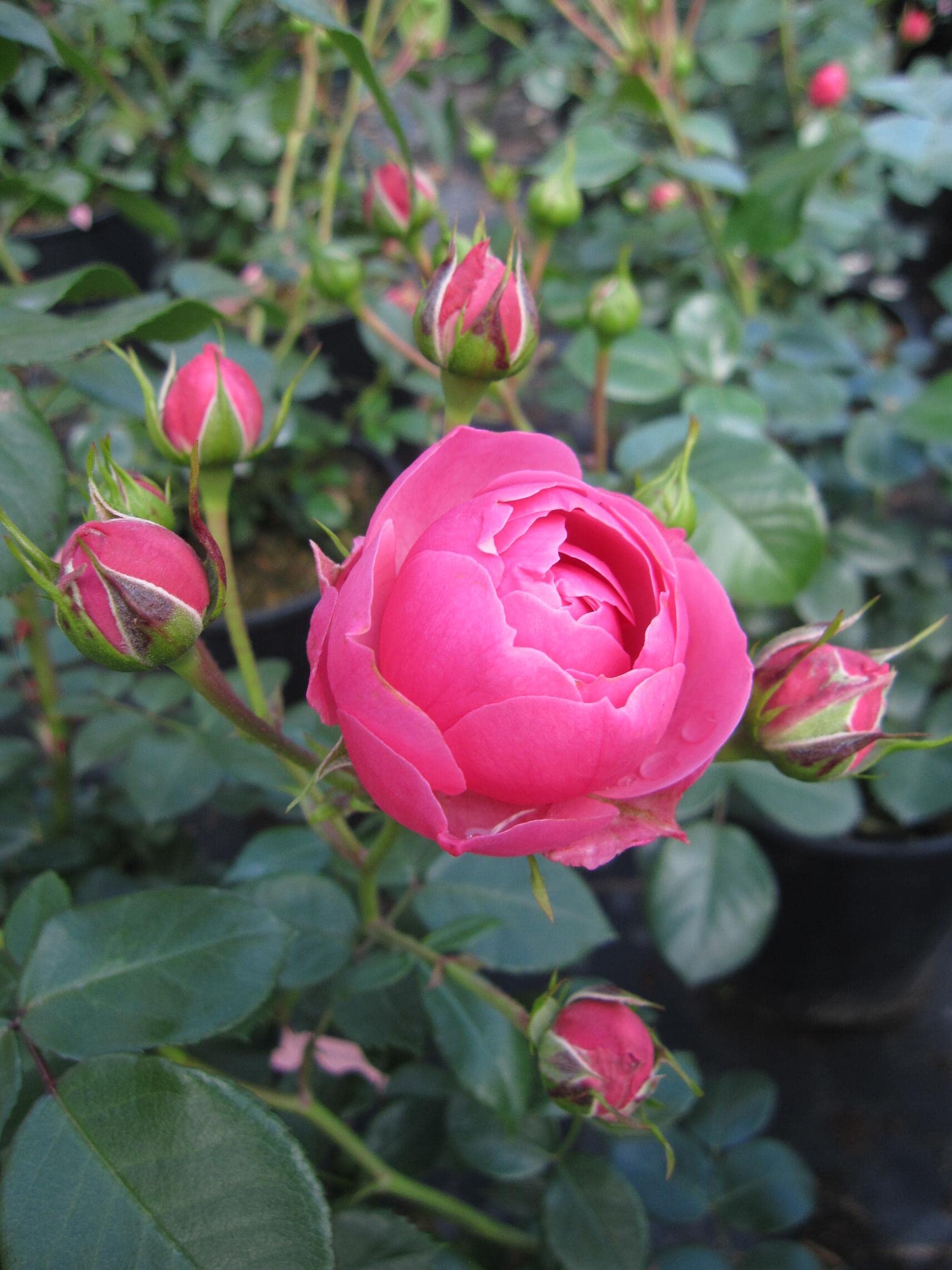 Stammrose Pomponella - ADR-Rose - Nostalgie-Rose - Kordes-Rose - Märchenrose