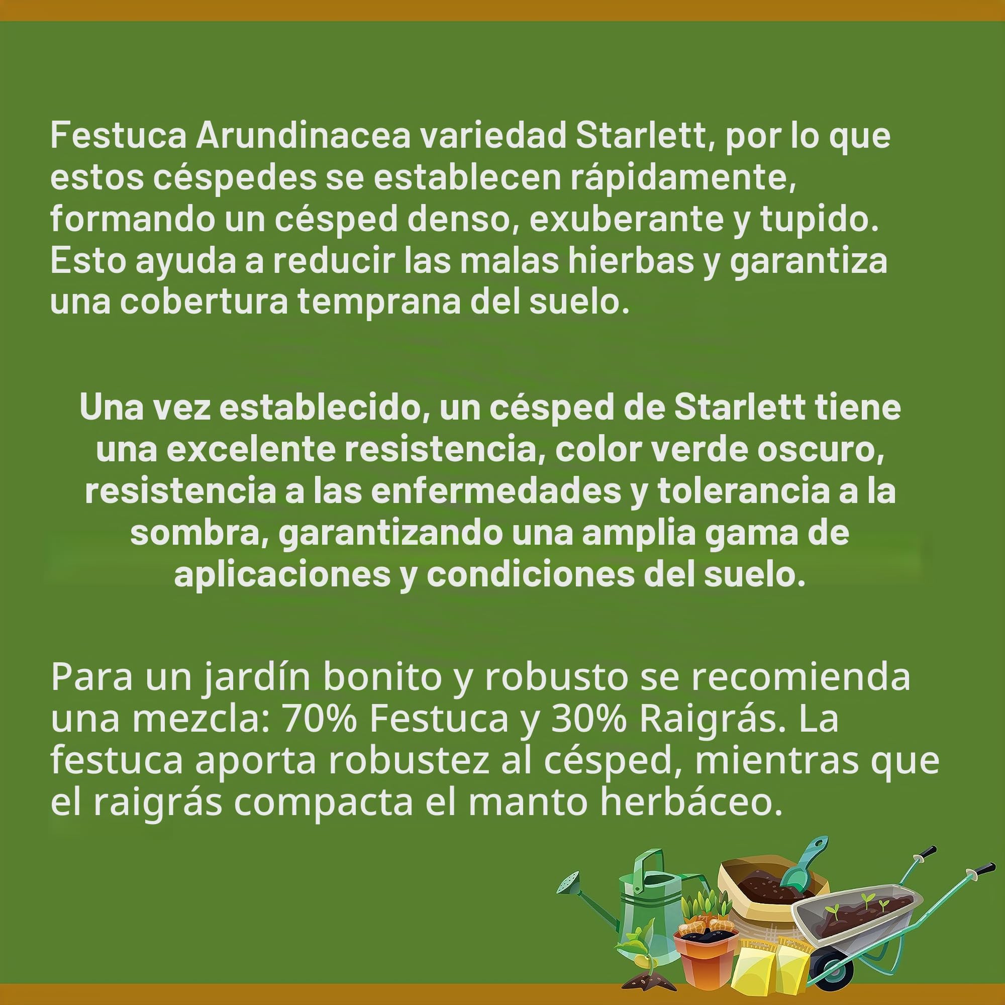 FESTUCA ARUNDINACEA | Alfombra Césped | El campesino (10 Kg)
