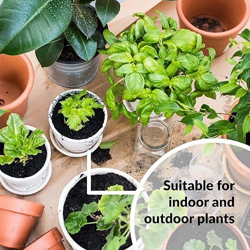 Miniatura 6 de SUPERthrive VI30155 - Solución de vitaminas para plantas, 1 pinta, paquete individual