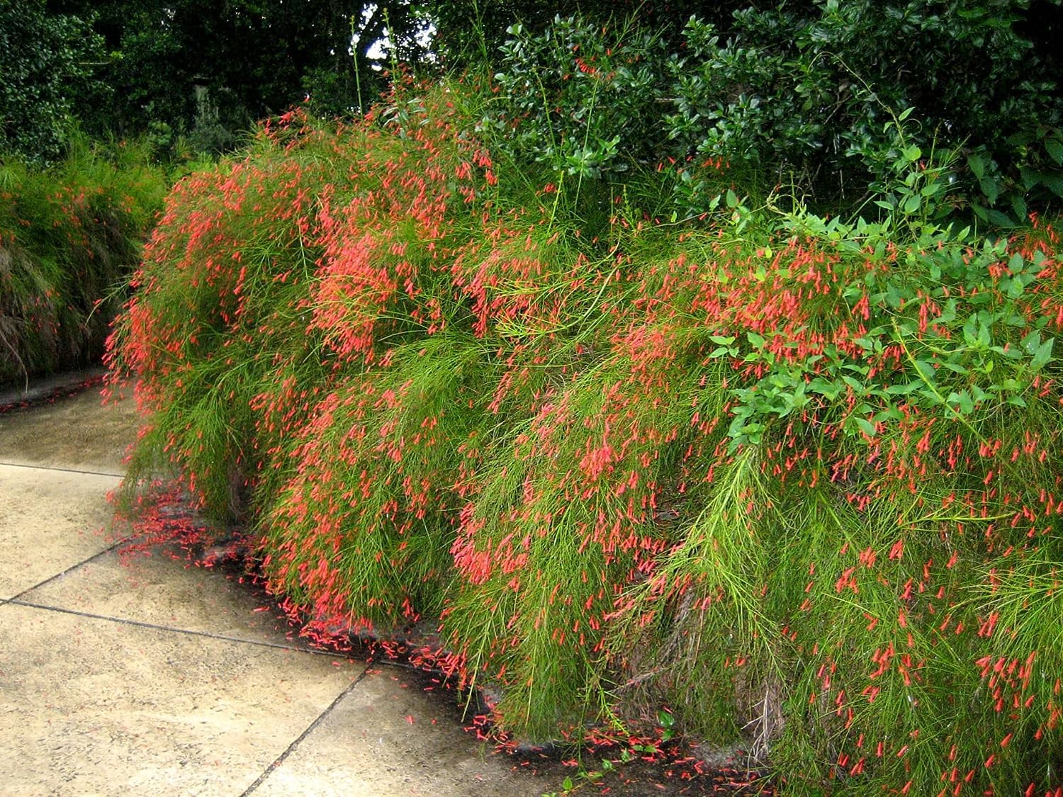 Firecracker Plant I 1 Large Trade Gallon Size Plant I Russelia Equisetiformis I Vibrant Red Tubular Flowers, Hummingbird Attracting, Heat-Tolerant, Perfect for Borders and Containers