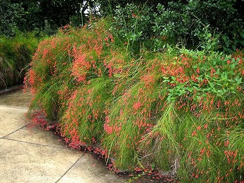 Miniatura 2 de Planta petardo I Plantas de tamaño grande de 3 galones I Russelia Equisetiformis I Flores tubulares rojas vibrantes, colibrí atractivas, tolerantes