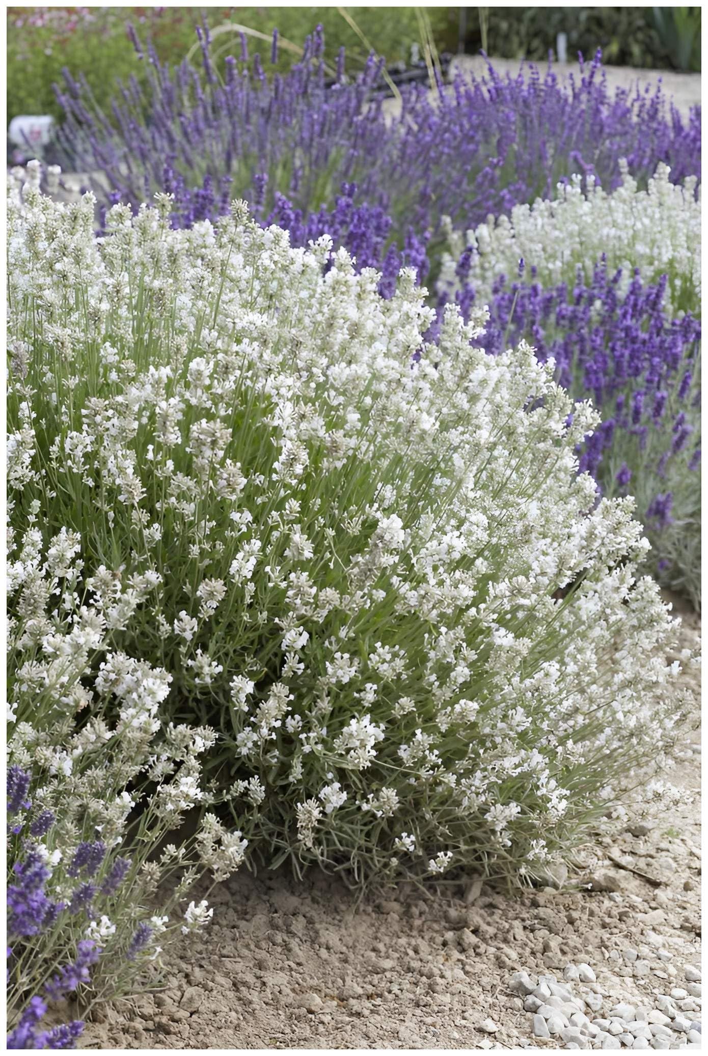 Stauden Gänge 10 x Lavandula angustifolia 'Alba Nana' winterhart | Weiße Staude für Sonne, Blüte Juli bis August, mehrjährig, 9x9 cm Topf
