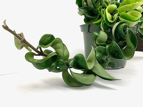 Miniatura 8 de Hoya Compacta también conocida como cuerda hindú Hoya Hoya disponible en maceta de 2 pulgadas  Planta purificadora de aire