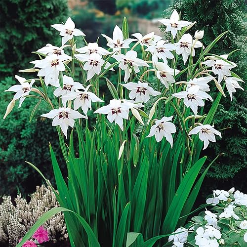Votaniki Acidanthera Murielae Bulbos Versatilidad, flores fragantes, bulbos perennes de orquídea de pavo real para plantar Flores de jardín de