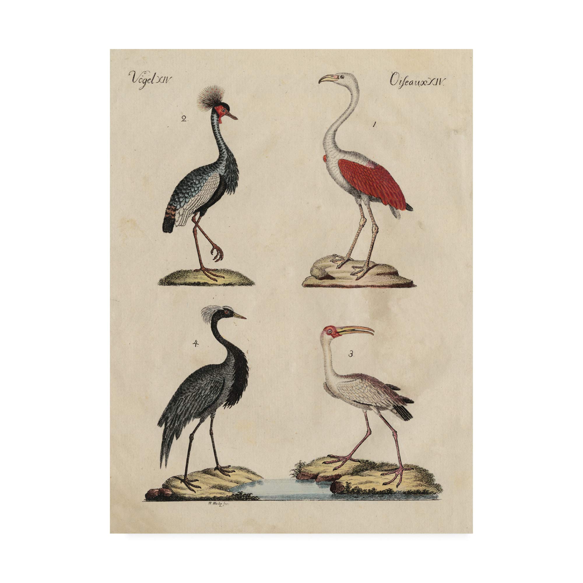 Trademark Fine Art Heron Classification II by Friedrich Strack, 14x19