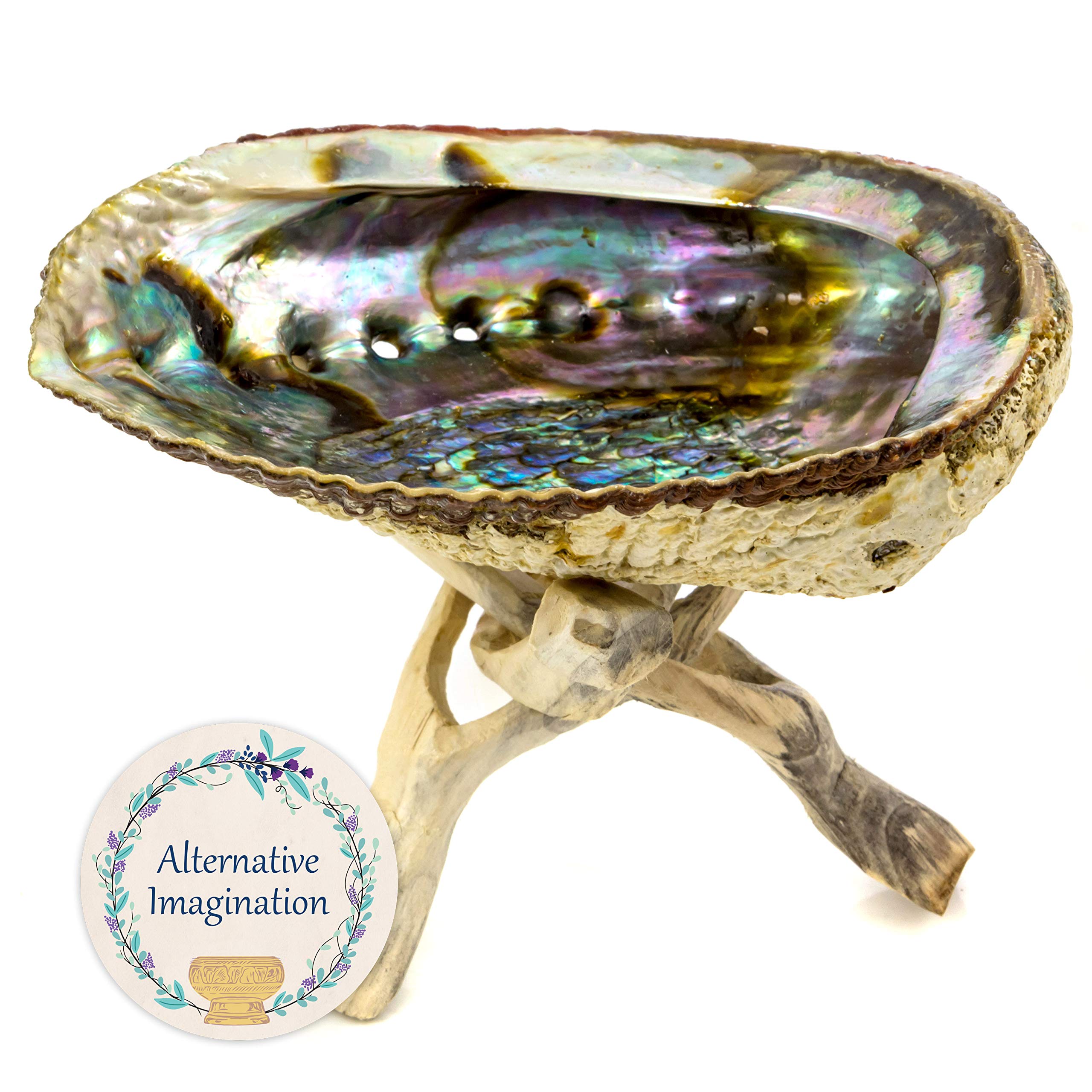 Alternative Imagination Hand Selected Premium Abalone Shell with Natural Wooden Cobra Stand - Natural 5 Inches