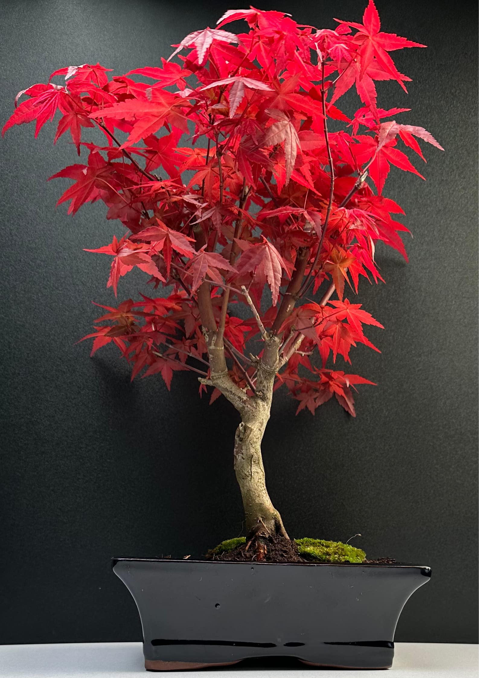 Bonsai mit Keramik Blumentopf - 20 cm Schale ca. 6 Jahre, Acer Deshojo/Japanischer Fächerahorn - Acer (Ahorn) Bonsai/Ligustrum, Ficus, Carmona, Podocarpus, Chinese elm - ca. 9-11 Jahre