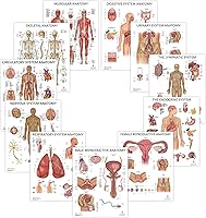 Vista 6 de Anatomy Lab Tabla anatómica del sistema muscular, laminado, 17.3 x 22.5 pulgadas, diagrama de los músculos, carteles médicos, póster del sistema