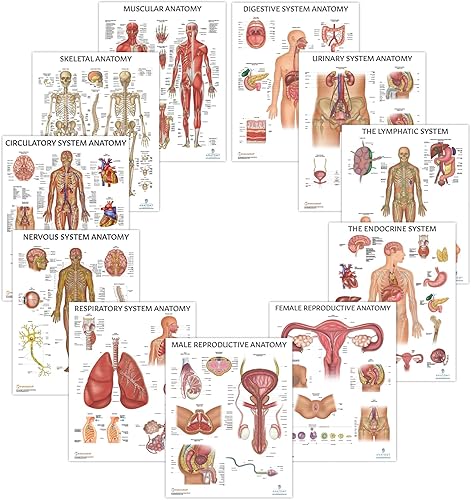 Miniatura 6 de Anatomy Lab Tabla anatómica del sistema muscular, laminado, 17.3 x 22.5 pulgadas, diagrama de los músculos, carteles médicos, póster del sistema