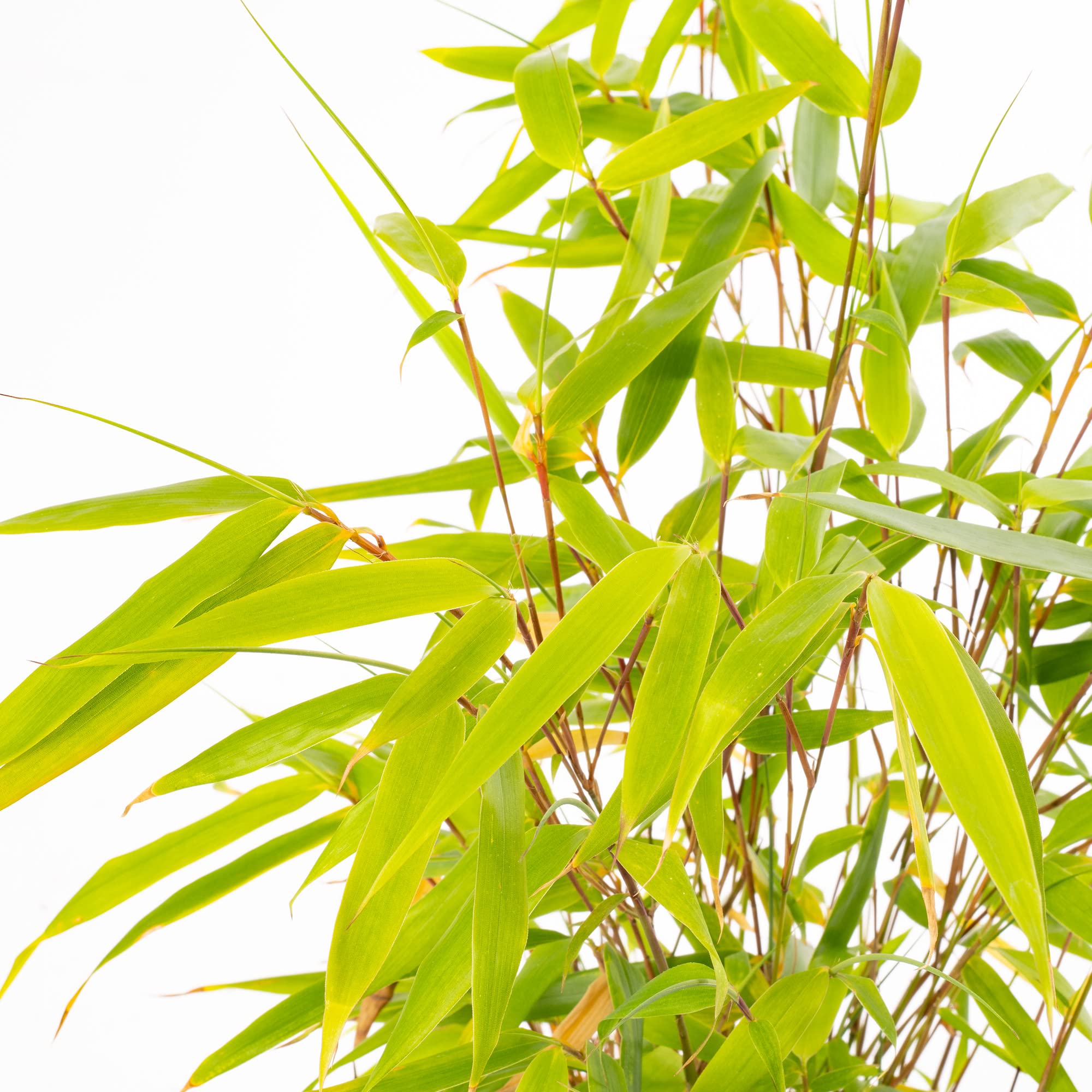 Fargesia Pingwu - Hardy Non-Invasive Clumping Garden Plant Bamboo, Year-Round Dark Green Foliage, Ideal for Screening and Suitable for UK Climate (10cm Pot, 20-30cm)