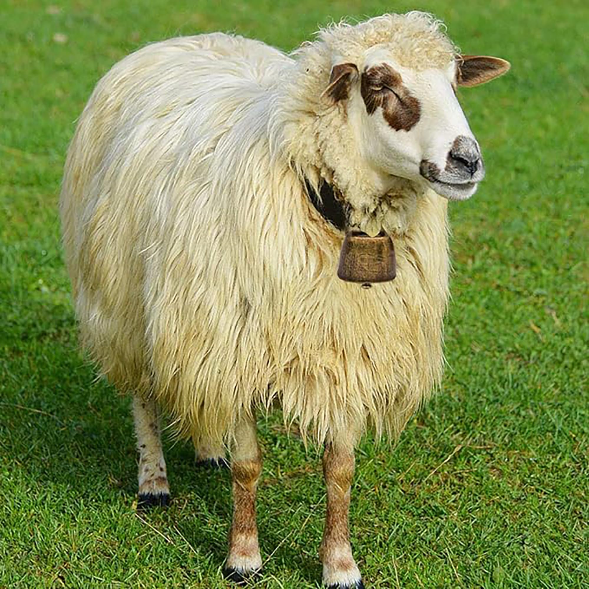 12 campane piccole in rame, campane in rame, piccole campane in ottone, per mucca, cavallo, pecore, gatti, piccoli animali domestici,, WUYU2024006A