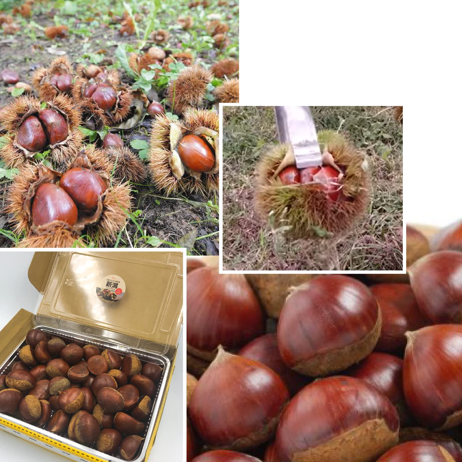 栗 生栗 5キロ　農薬不使用 サイズ(3L-4L) Amazon.co.jp: 栗 中山栗 生栗 4L～3Lサイズ 5kg 愛媛県産 JA