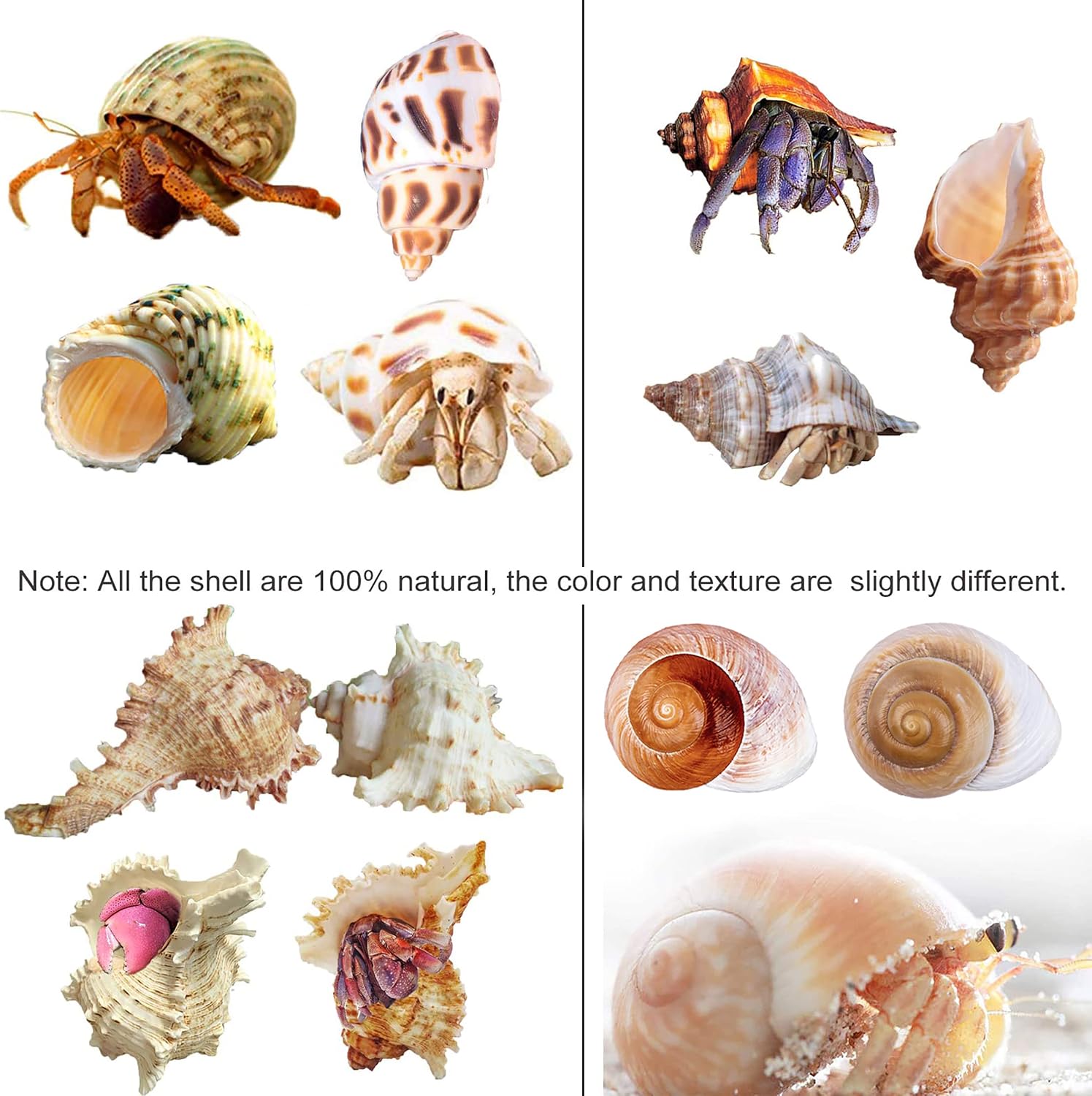 Hermit Crab Shells Large Medium Growth Turbo Seashell Supplies Natural Sea Conch Home Decor
