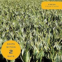 Vista 8 de Costa Farms - Planta de la serpiente viva, sansevieria de fácil cuidado, maceta de decoración moderna en tierra, regalo para inauguración