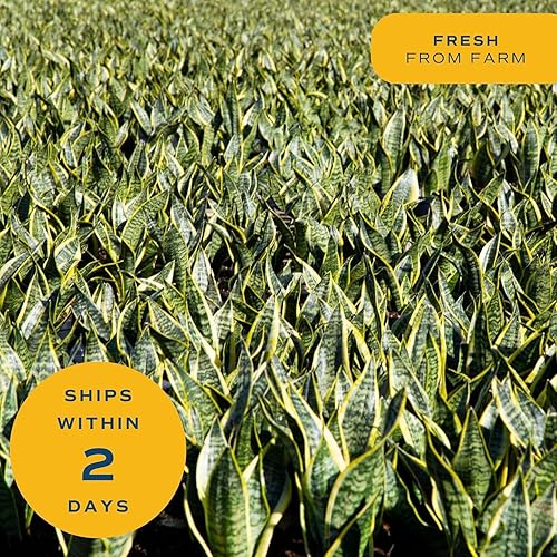 Miniatura 8 de Costa Farms - Planta de serpiente viva, Sansevieria, fácil cuidado, maceta de decoración moderna en tierra, regalo para inauguración de la casa,