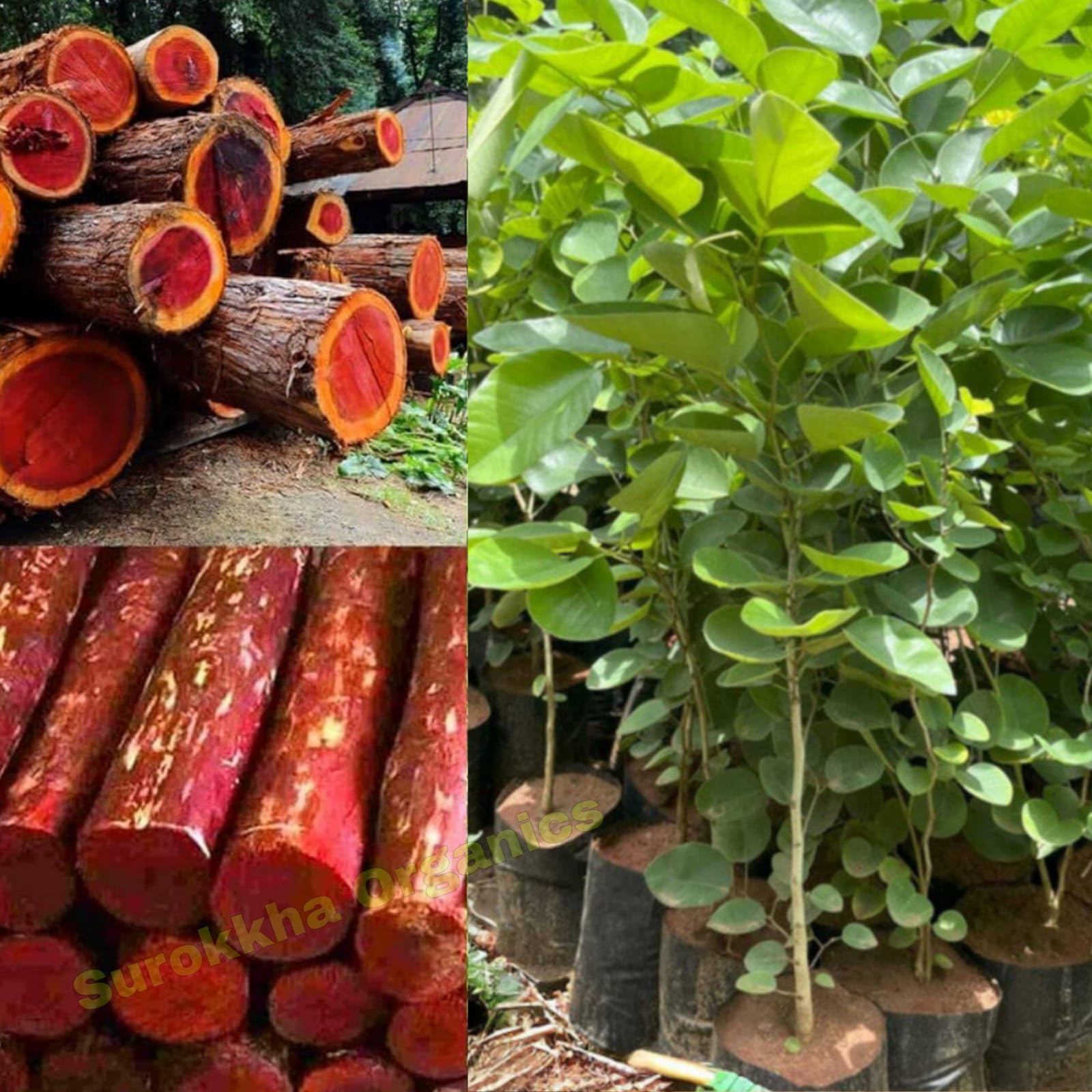 Live Red Sandalwood Plant (1–1.5 ft) – Lal Chandan/Raktachandan Sapling – Fragrant, Medicinal, Easy Grow Outdoor Tree | Greenery Space (1)-image-25