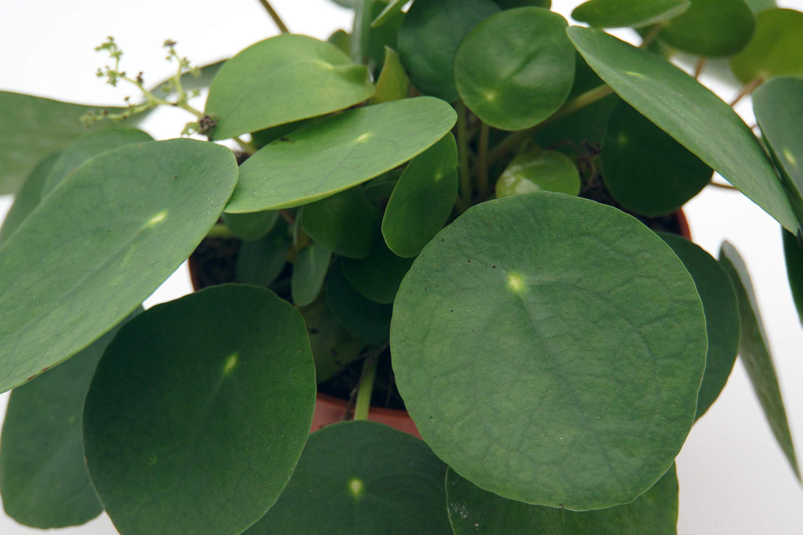 Glckstaler, (Pilea peperomioides), Chinesischer Geldbaum, Zimmerpflanze,  (im 12cm Topf) : Amazon.de: Garten