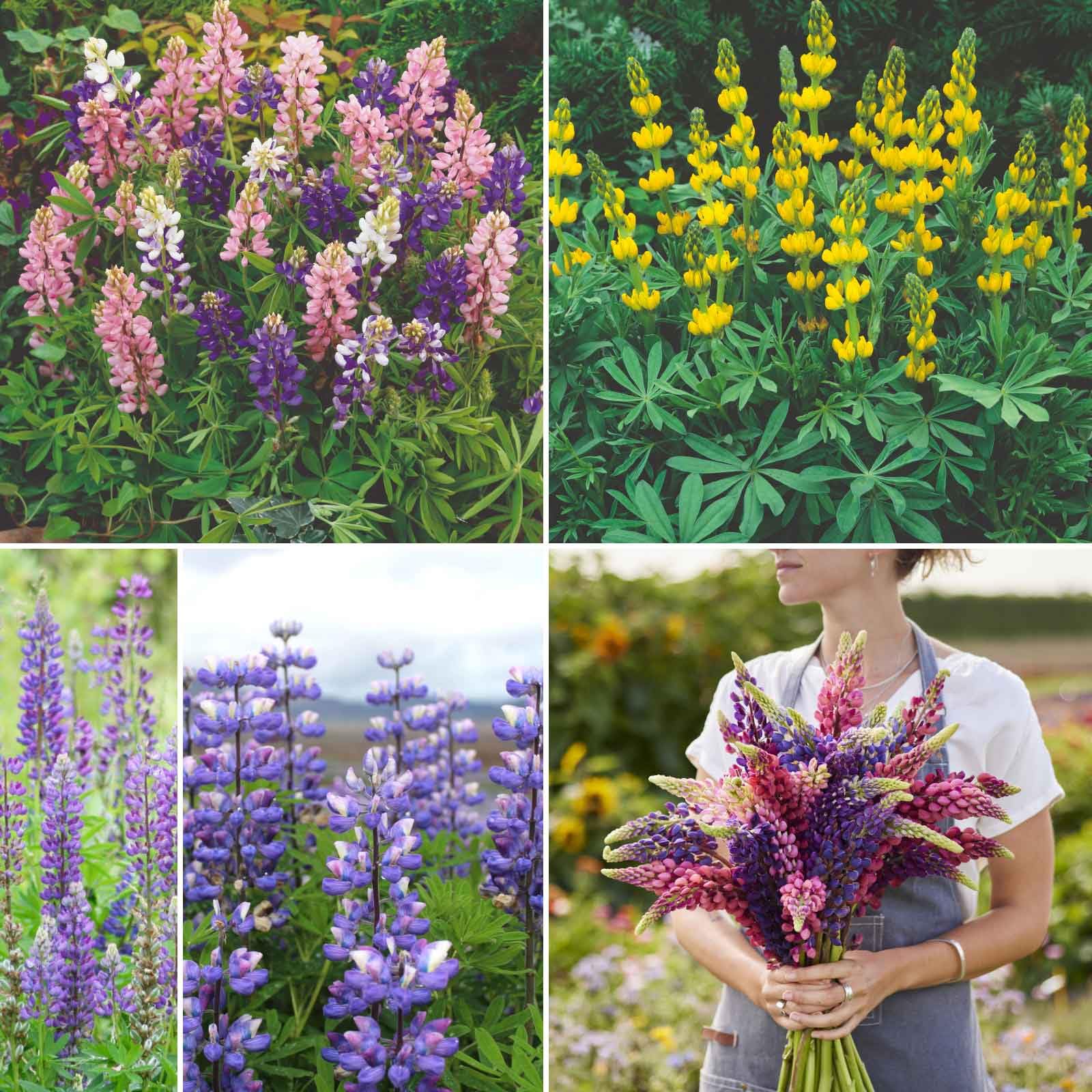 Eden Brothers Lupine Flower Mixed Seeds
