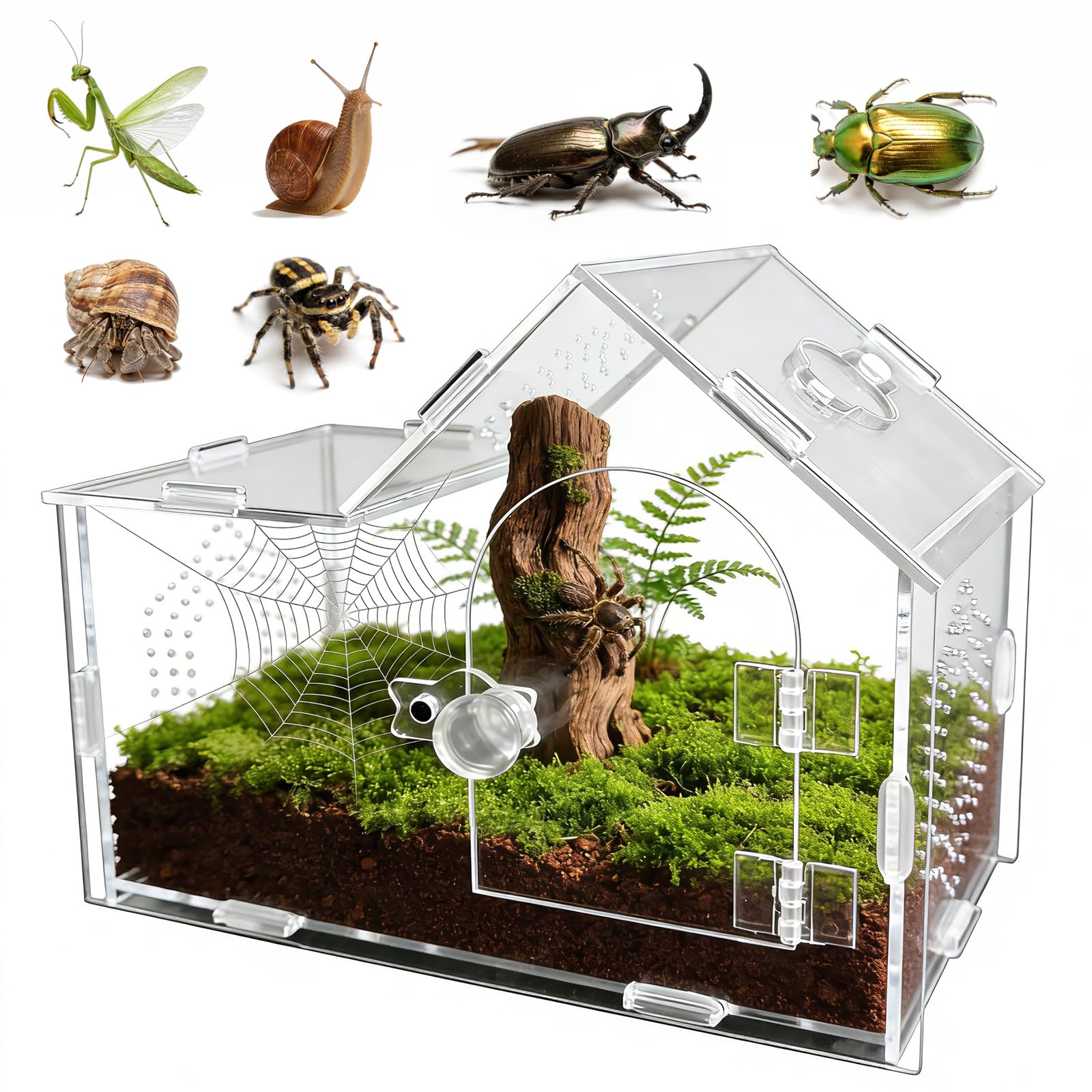 Enclos en acrylique pour araignée sauteuse avec fermeture magnétique - Boîte de terrarium transparente ventilée pour tarentules, geckos, mantes, bernards-ermites, escargots et autres petits