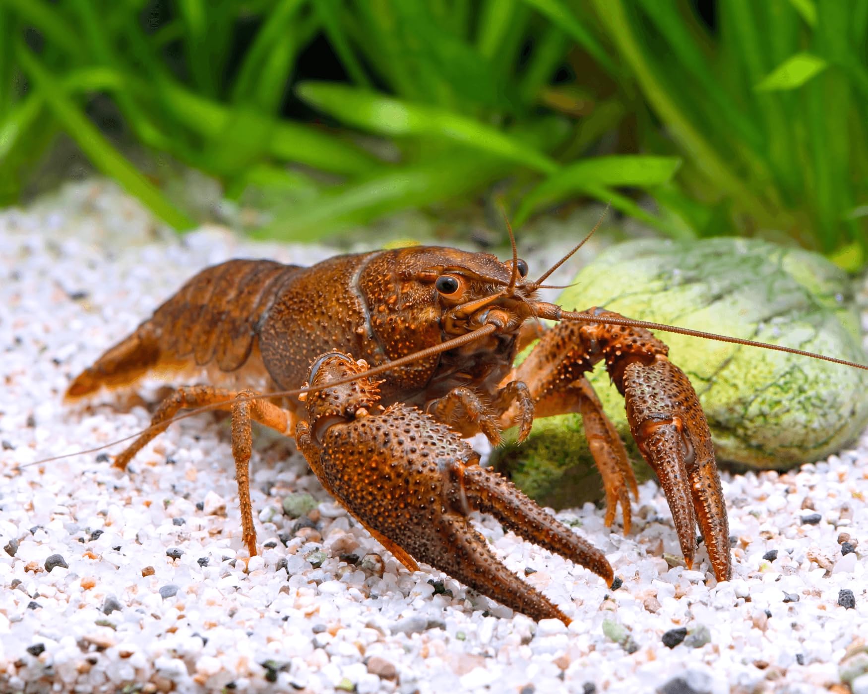 Teich Edelkrebs - Astacus Astacus I Die Gesundheitspolizei im Gartenteich I frisst abgestorbene Pflanzen und Tote Tiere I 1 Pärchen