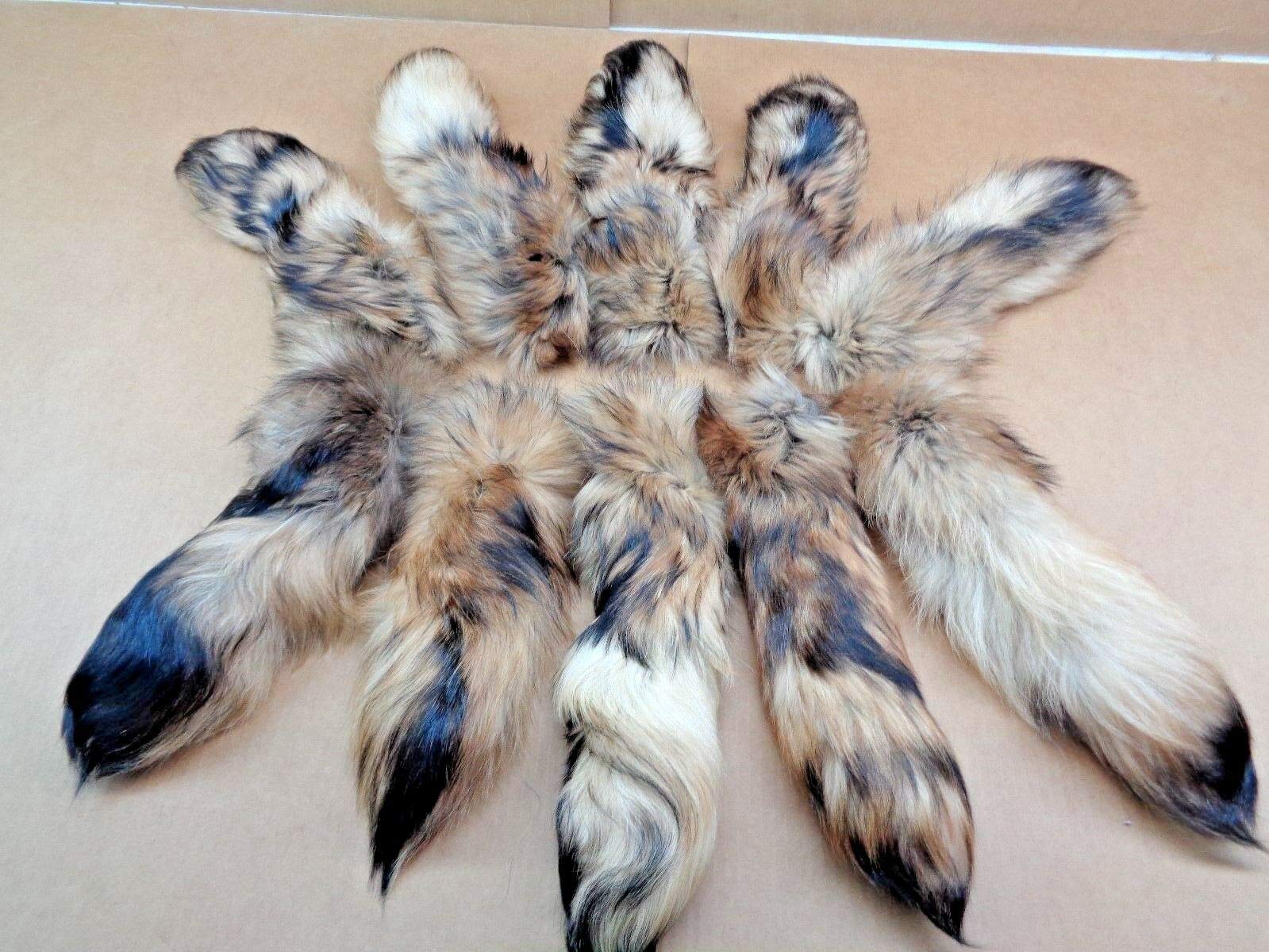 Amazon.com: Finn Raccoon Tail Rare #1 Quality Super Soft XL Tanned