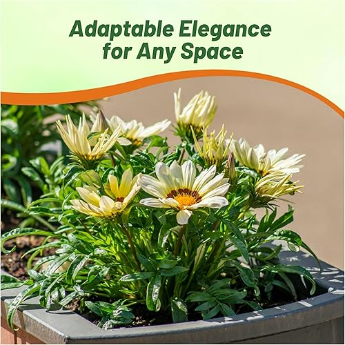 Miniatura 6 de Outsidepride Gazania - Plantas de jardín tolerantes al calor y la sequía 100 semillas