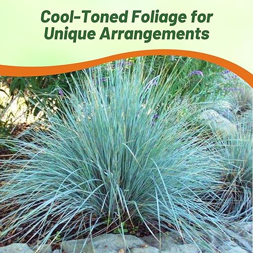 Miniatura 5 de Outsidepride - 500semillas de la hierba ornamental perenne Eragrostis elliotii Blue Eros, Love Grass para sembrar