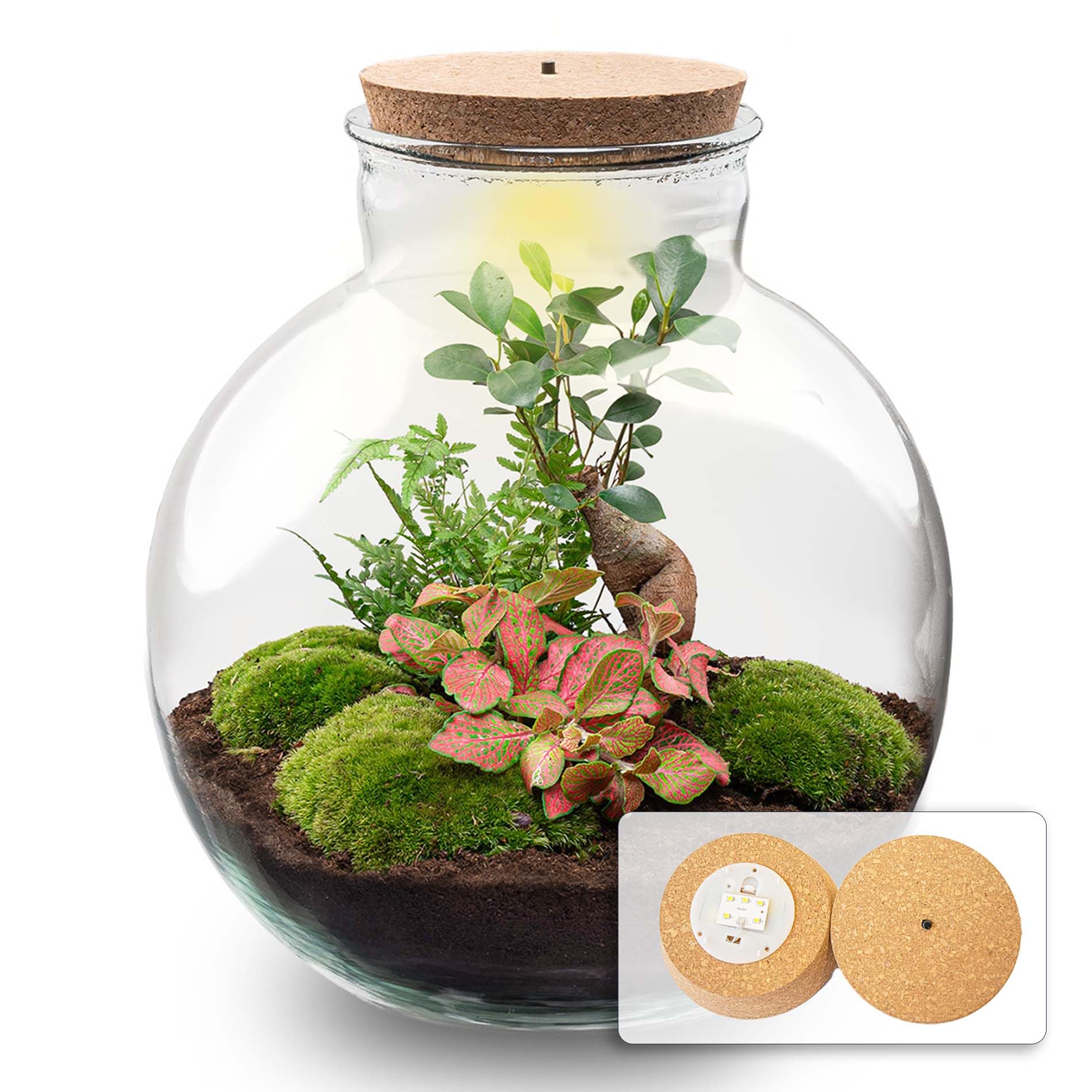 Kit DIY Terrarium • Bolder Bob • Écosystème avec Plantes • ↑ 30 cm