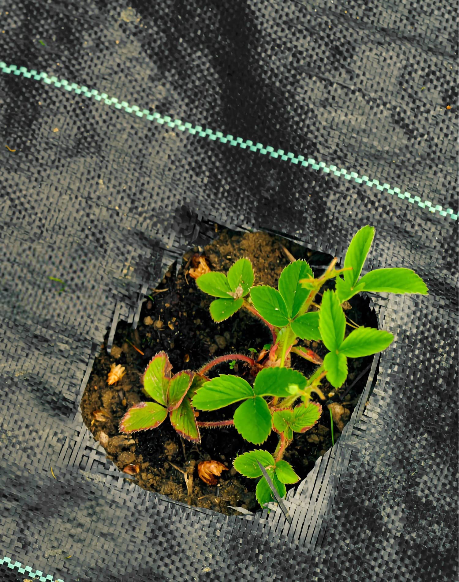 QWORK® 50m x 2m Malla Antihierbas 100g/m² - Permeable, Resistente a la Rotura, Alta estabilización UV - para Jardín, Paisaje, Entrada de Coches