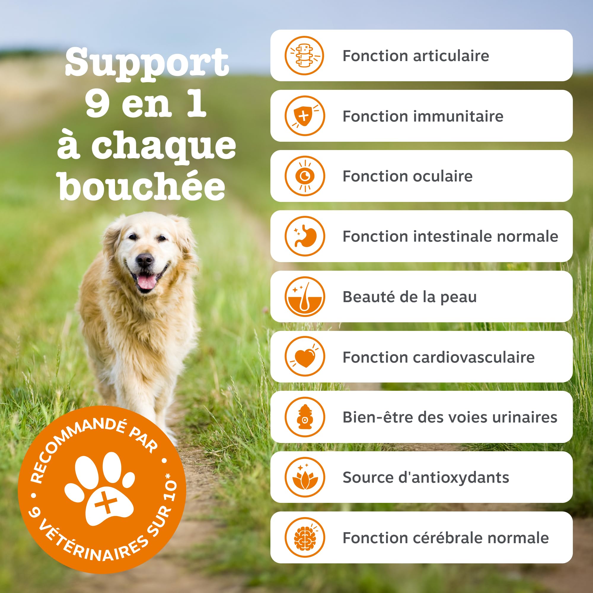 Zesty Paws Bouchées Multifonctions 9-en-1 Chien Senior | Articulations, Yeux, Cerveau, Cœur et Immunité | Vitamines A, B3, B5, C, Acide Folique, Biotine | Usage Quotidien | 90 Bouchées
