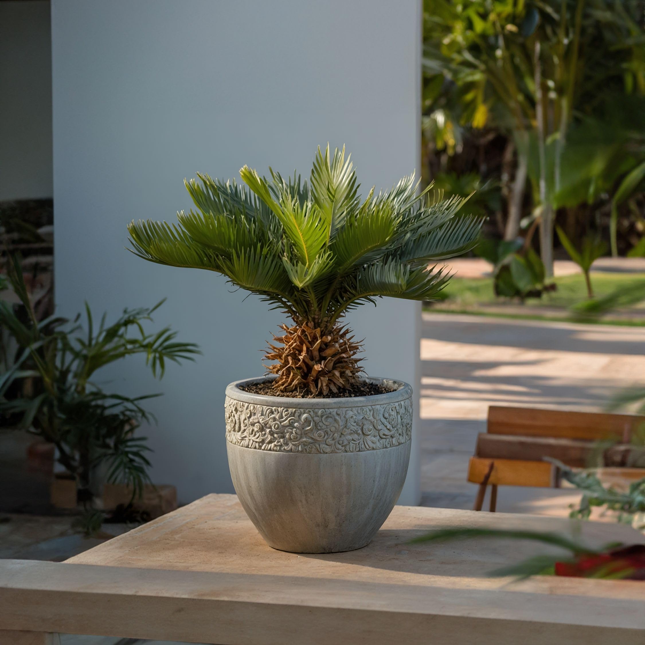 Plant in a Box - Cycas Revoluta - Palmier intérieur et extérieur - Set de 2 - Cycas du Japon - Pot 15cm - Hauteur 45-60cm