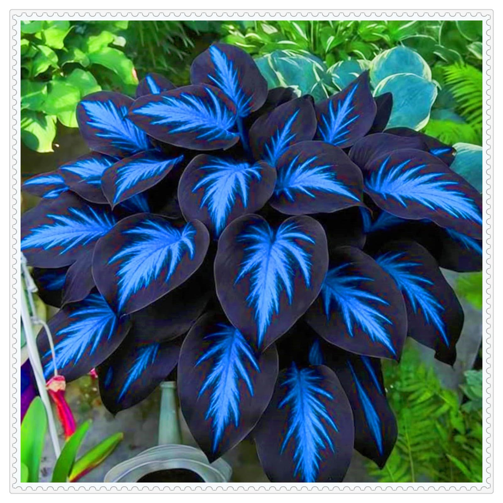 Midnight Blue Hosta Plants Midnight Blue Hosta Bulbs-Hostas Plants Perfect for The Garden -Landscaping-Excellent Displays-6bulbs-d