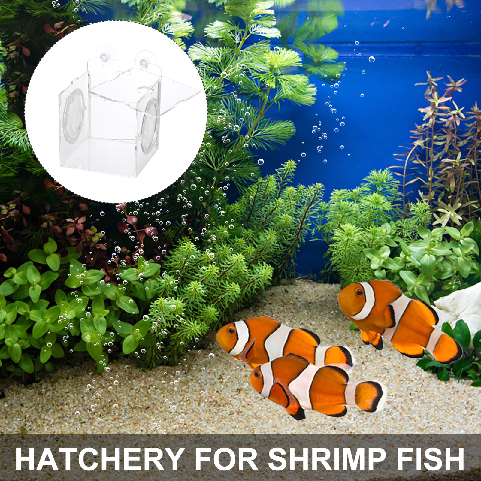 Scatola Allevamento Pesci Acrilico 10x10x10cm - Con Ventosa Per Acquario, Per Avannotti E Pesci Malati